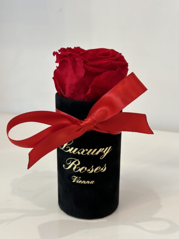 Infinity Rose Rot & Box samt schwarz (Weiß)